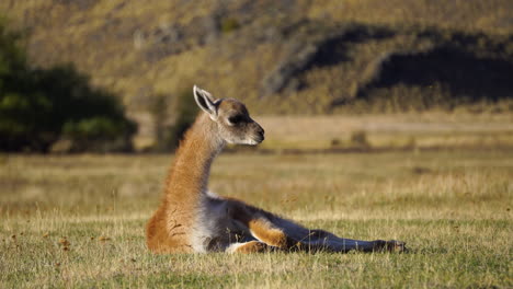 Guanaco-resting-in-the-grass-in-Patagonia-National-Park,-Chile