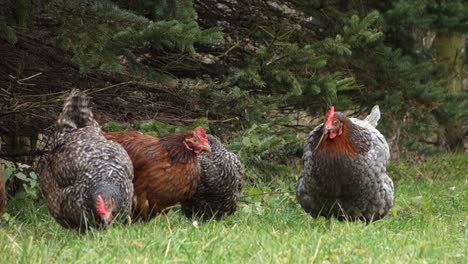 Freie-Henne-Einschließlich-Plymouth-Rock,-Die-Sich-Auf-Einem-Grünen-Gras-Ernähren