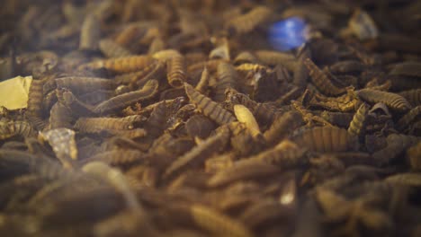 Thousands-of-Black-Soldier-Fly-BSF-Pupae-Wiggle-in-a-Glass-Enclosure