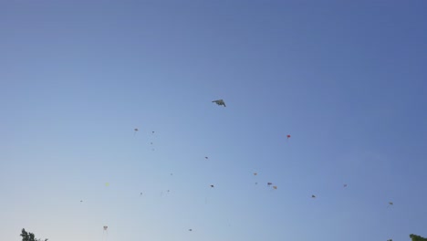 Shot-of-kites-flying-in-the-wind-during-a-very-beautiful-day-with-no-clouds-during-the-day-1