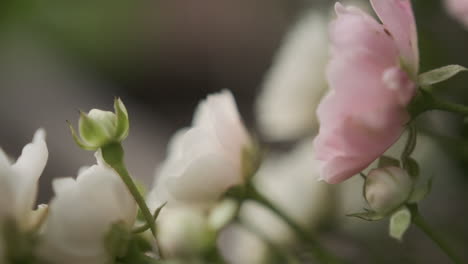 Close-up-shot-of-white-and-pink-flowers-in-the-garden-during-spring-time