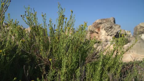The-golden-samphire-perennial-coastal-species,-growing-on-a-rocky-sea-cliff-in-the-Mediterranean,-Spain