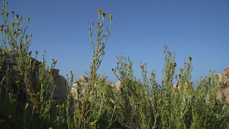 The-golden-samphire-is-a-hardy-coastal-plant,-occurring-on-a-rocky-sea-shore-cliff-in-the-Spanish-Mediterranean