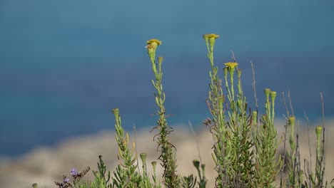 Closeup-on-golden-samphire-stems,-yellow-flowers,-blurred-Mediterranean-Sea-in-the-background