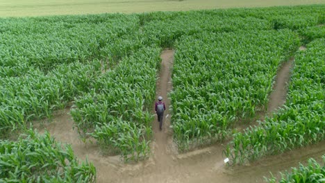 Aerial-drone-following-shot-over-a-man-walking-through-field-of-corn-maze-at-daytime