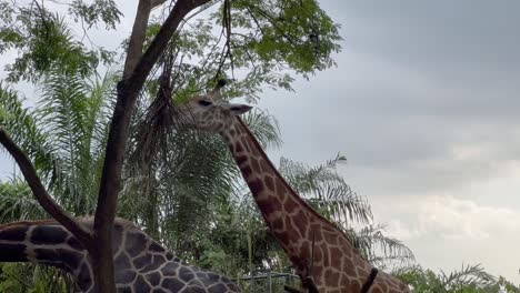 Handheld-motion-shot-capturing-rothschild's-giraffe,-giraffa-camelopardalis-rothschildi-with-distinctive-pale-pelt-eating-food-on-treetop-against-cloudy-sky-at-Singapore-zoo,-Mandai-wildlife-reserves