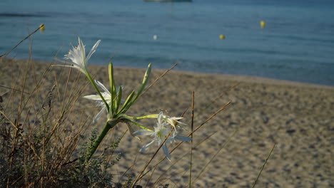 The-Pancratium-maritimum-is-a-graceful-white-flower,-also-known-as-sea-daffodil,-grows-from-a-bulb-in-sandy-soil