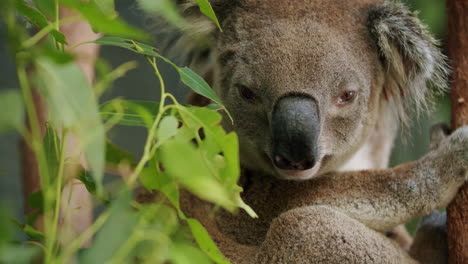 4k-Nahaufnahme-Eines-Grauen-Koalas-Mit-Großer-Schwarzer-Nase,-Der-In-Einem-Gummibaum-In-Australien-Sitzt
