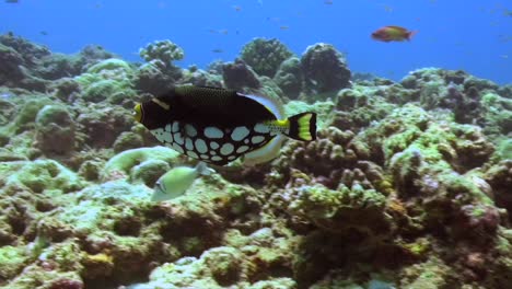 Clown-Triggerfish-swimming-over-coral-reef-in-tropical-ocean