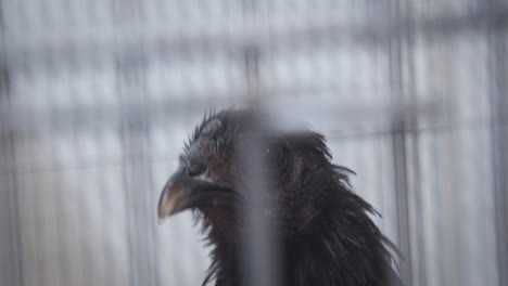 Close-up-of-All-black-chicken-or-ayam-cemani-from-Indonesia-in-a-cage