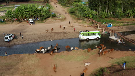 Herd-Of-Cattle-Drinking-Water-From-The-River-With-Coaster-Bus