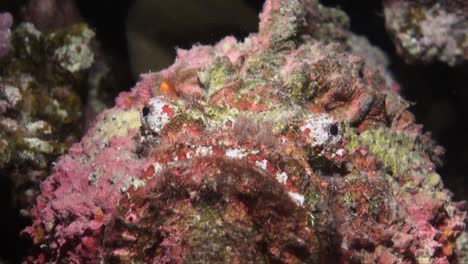 Colorful-Stonefish-super-close-up-on-coral-reef