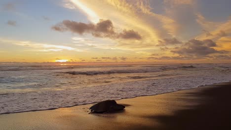 Olive-Ridley-Sea-Turtle-Nesting-And-Laying-Eggs-On-Ostional-Beach-At-Sunset-In-Costa-Rica
