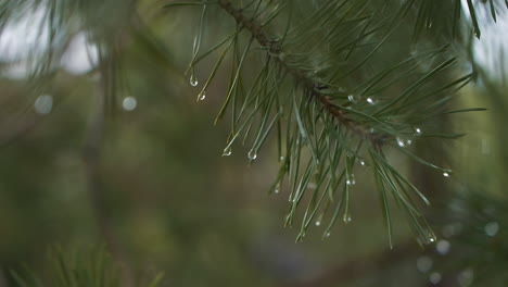 Raindrops-pine-needle-lush-and-wet,-Macro,-Close-Up