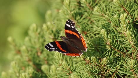 Red-Admiral-Butterfly-Perching-On-Spruce-Tree---close-up