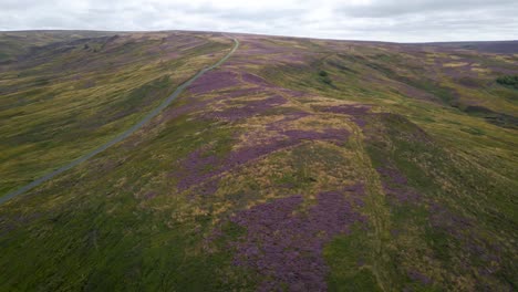 Aerial-sequence-of-North-York-Moors-heather-in-full-bloom-mid-August-2022