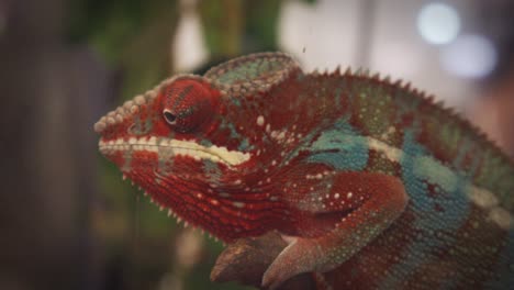 Close-up-of-Red-chameleon-watching-its-surrounding-in-a-public-display-enclosure