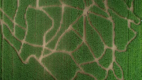 Aerial-drone-bird's-eye-view-over-a-corn-maze-on-a-family-farm-at-daytime