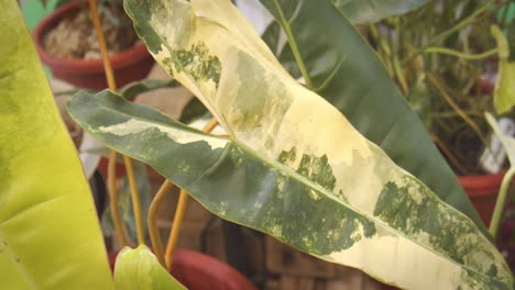 Nahaufnahme-Eines-Seltenen-Teuren-Philodendron-Billietiae-Variegata-Blattes,-Einer-Exotischen-Zimmerpflanze