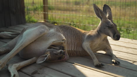 A-mother-kangaroo-lays-on-a-wooden-platform-while-its-joey-sleeps-in-its-pouch