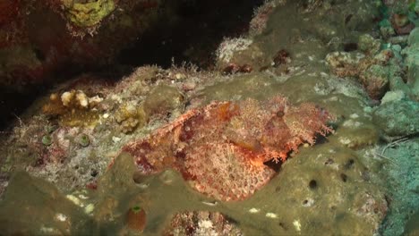 Skorpionfische-Schwimmen-über-Tropisches-Korallenriff