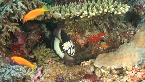 Clown-Triggerfish-swimming-under-table-coral-on-colorful-coral-reef