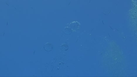 Air-bubbles-close-up-rising-to-the-water-surface