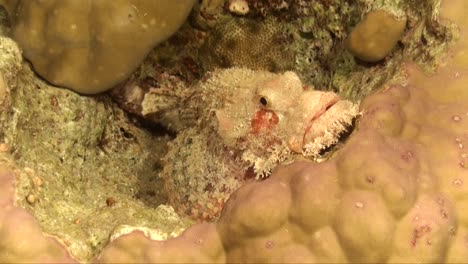 Scorpionfish-resting-on-colorful-coral-reef-in-the-tropics