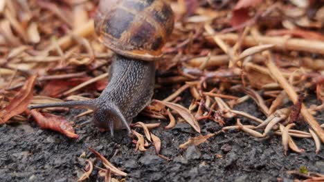 A-small-brown-garden-snail-moving-over-dead-leaves-onto-a-wet-pavement