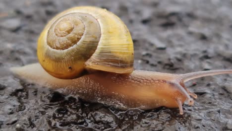 A-small-yellow-and-brown-garden-snail-moving-across-a-wet-pavement