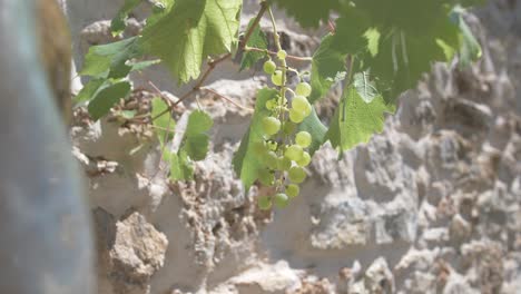 Some-fresh-and-young-green-grapes-hanging-from-the-grape-plant