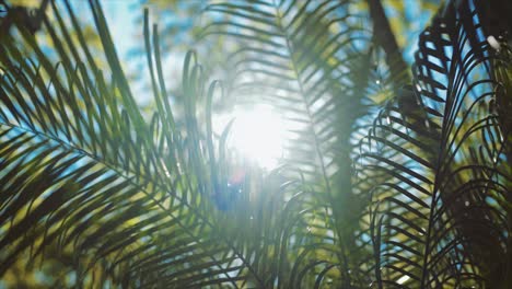 Helles-Sonnenlicht,-Das-Im-Sommer-Durch-Lange-Grüne-Blätter-Der-Pflanze-Dringt