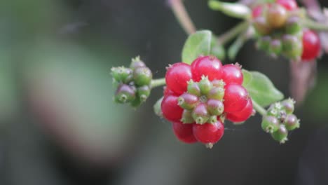 Close-up-of-vibrant-red-honeysuckle-berries-growing-on-a-honeysuckle-plant