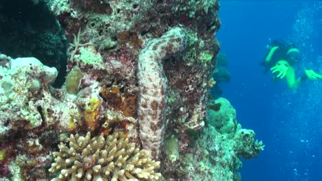Seegurke-Am-Drop-off-Korallenriff-Und-Taucher-Im-Hintergrund
