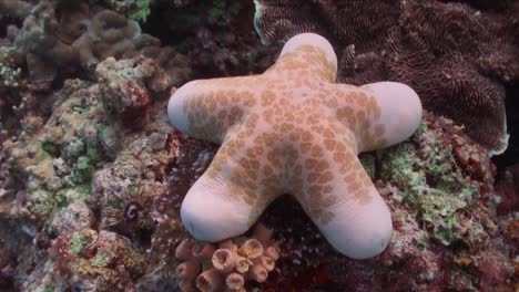 Grandes-Estrellas-De-Mar-Marrones-Descansando-Sobre-Arrecifes-De-Coral-Tropicales