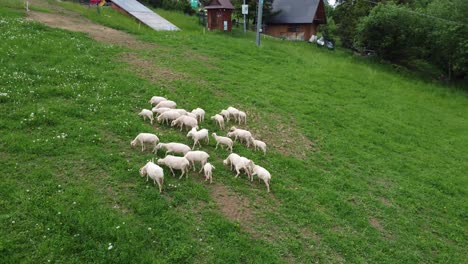 Flyover-of-a-flock-of-sheep-grazing-on-farmland-near-the-Polish-Tatry-Mountains,-near-Zakopane,-Poland,-and-it's-famous-Gubalowka-Hill---4K-30FPS-Smooth-Tracking-Left-Close-Up