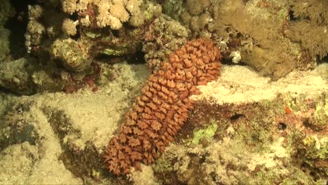 Big-Sea-cucumber-on-coral-reef-at-night