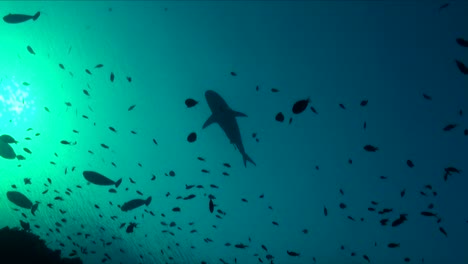 Silhouette-Des-Grauen-Riffhais-Und-Der-Rifffische,-Die-über-Dem-Korallenriff-Schwimmen
