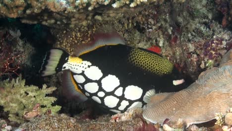 Clown-Triggerfish-close-up-on-tropical-coral-reef