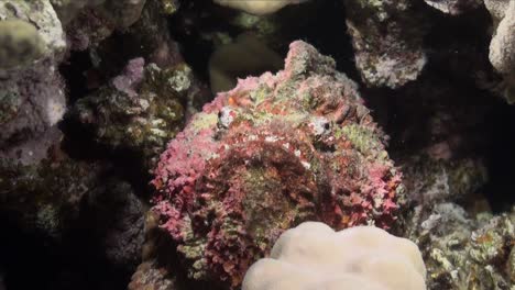 Stonefish-sitting-on-coral-reef-in-the-Red-Sea