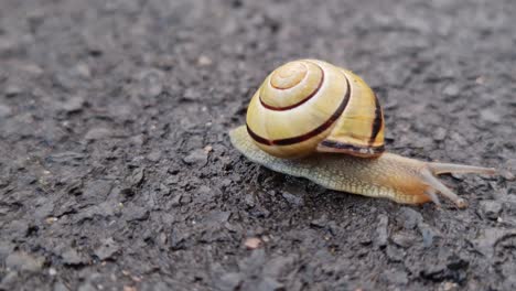 A-garden-snail-moving-across-a-tarmac-pavement