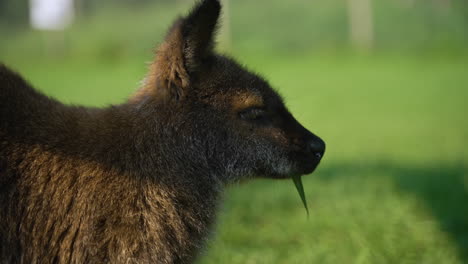 Close-up-profile-shot-of-a-brown-bennett's-wallaby-eating-a-leaf
