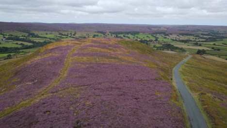 Heather-in-full-bloom-on-the-North-York-Moors---mid-August-near-Westerdale