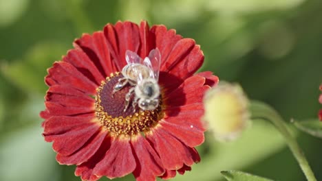 Eine-Honigbiene,-Die-Nektar-Aus-Wunderschönen-Heleniumblüten-Mit-Roter-Mitte-Und-Blütenblättern-Sammelt