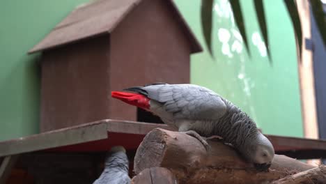 Congo-African-grey-parrot,-psittacus-erithacus-bending-down-and-staring-at-the-camera,-wiping-its-bill-against-the-wood-and-slowly-walk-away-at-Langkawi-wildlife-park,-Malaysia,-handheld-motion-shot