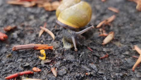 A-small-yellow-garden-snail-moving-arcoss-the-leafy-pavement-and-then-curling-up-into-a-ball