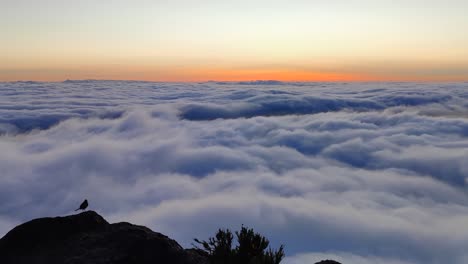 Bird-perched-on-a-rock-with-a-view-of-sunrise-above-the-clouds-at-Pico-de-Arieiro-in-Madeira-island,-Portugal