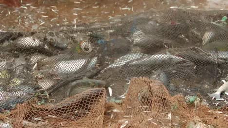 Nahaufnahme-Eines-Fischernetzes-Voller-Zappelnder-Fische-An-Einem-Strand-In-Sao-Tome