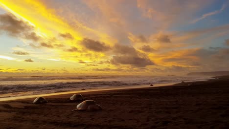 Schöner-Sonnenuntergang-über-Ostional-Beach-In-Costa-Rica-Mit-Weiblichen-Schildkröten,-Die-Eier-Auf-Den-Sand-Legen