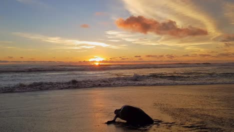 Turtle-In-Silhouette-Going-Back-To-The-Sea-After-Nesting-On-An-Epic-Sunset-In-Ostional-Beach,-Costa-Rica